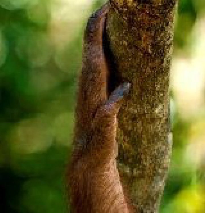 Orang Hand Habitat