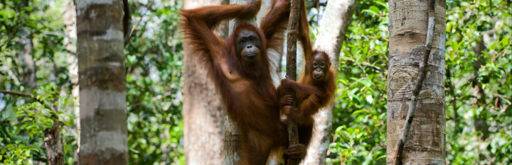 A mother and baby orangutan hanging on a branch in rainforest canopy.