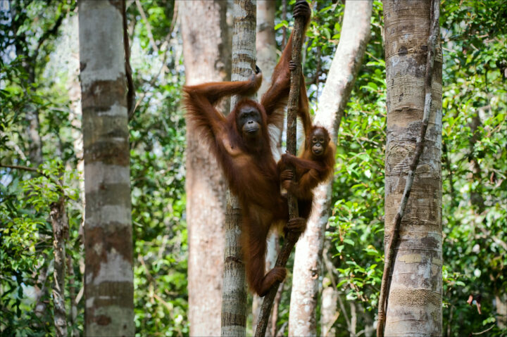 A large female orangutan hangs from a branch in the rainforest, with a young orangutan at her side.