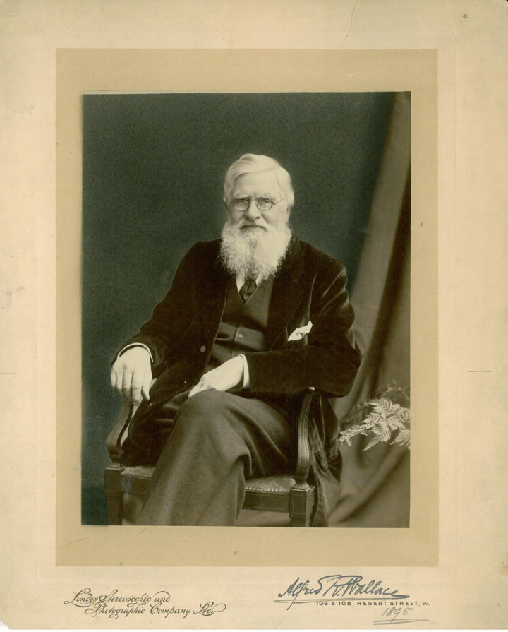 Alfred Russel Wallace photographed in 1895 (item ref: PPL-W-1).