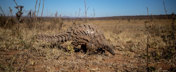 A pangolin is seen walking along the ground in a desert-savannah environment.