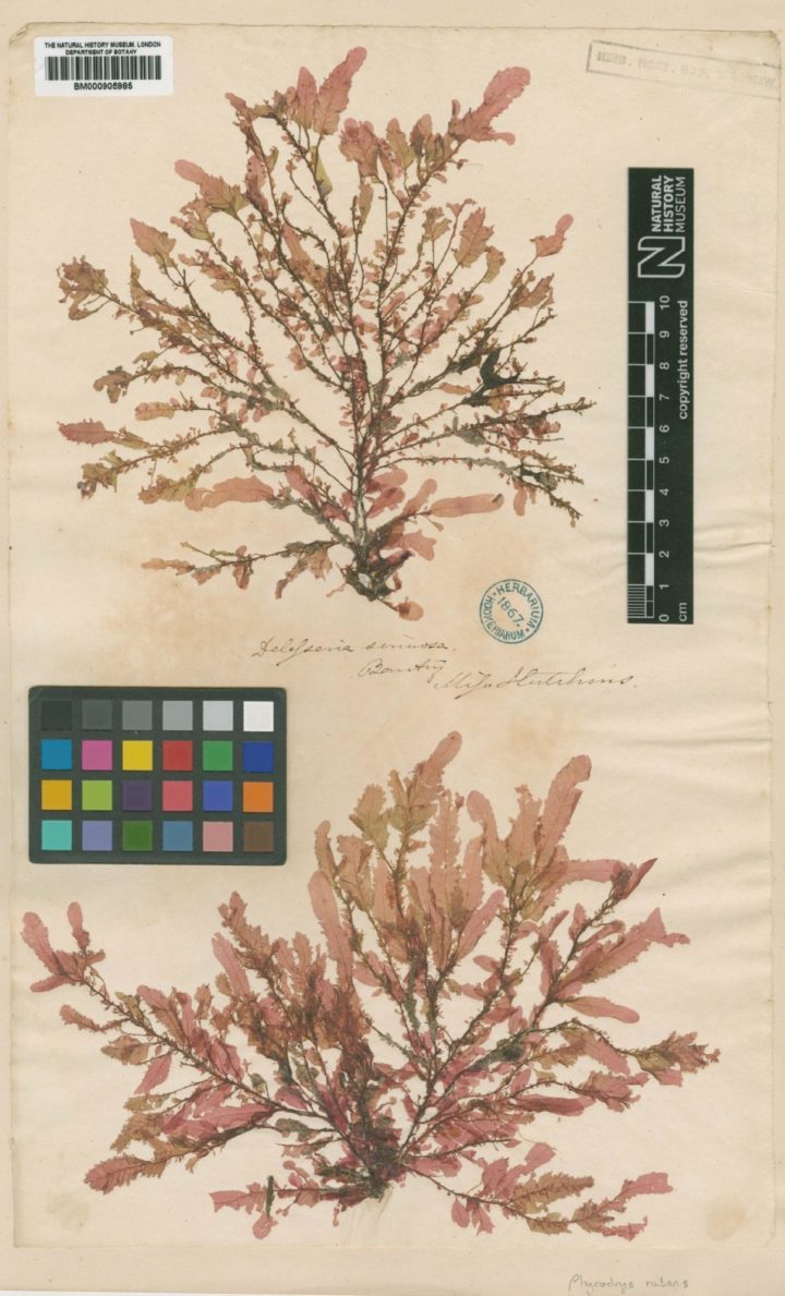 Specimen of Phycodrys rubens (L.), collected by Ellen Hutchins. Courtesy of the Natural History Museum, London. Licensed under Creative Commons.