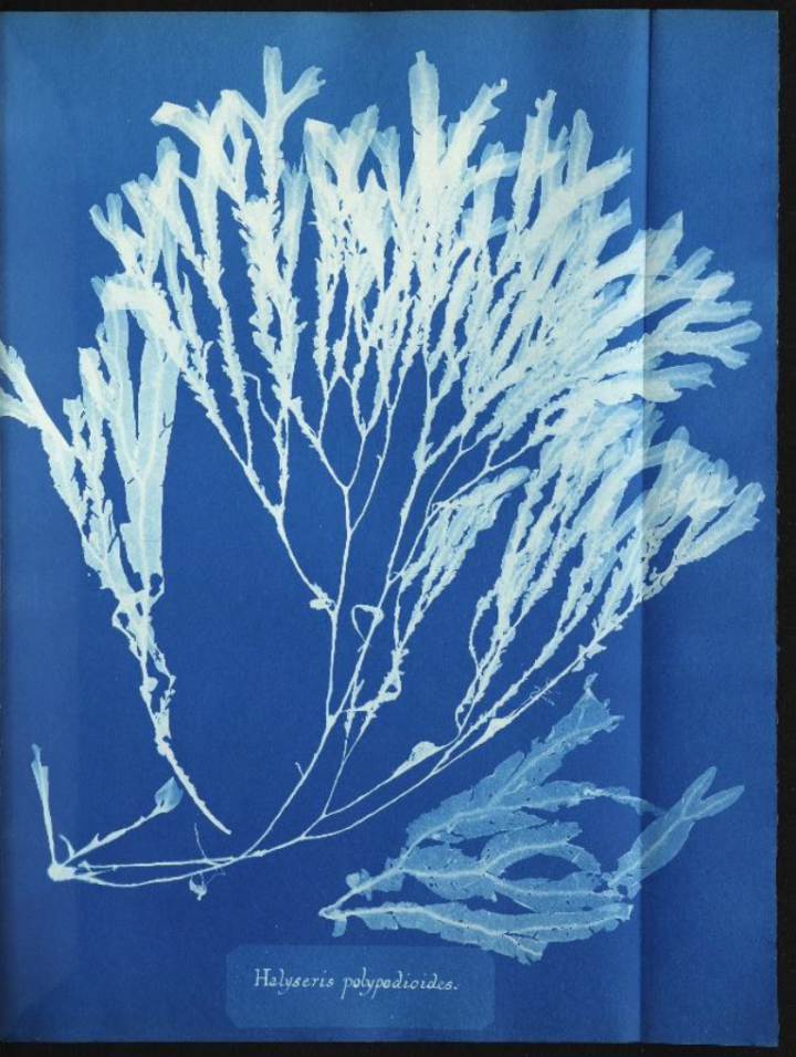 A white imprint on a blue background of Halyseris polypodioides