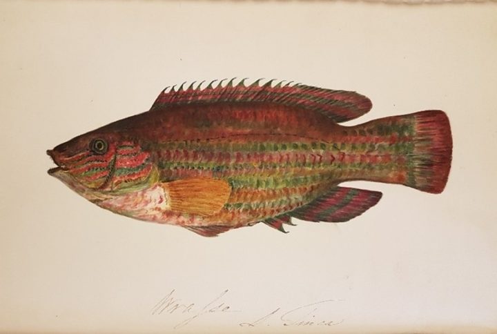 Painting of a fish from Couch's "A History of the Fishes of the British Islands"