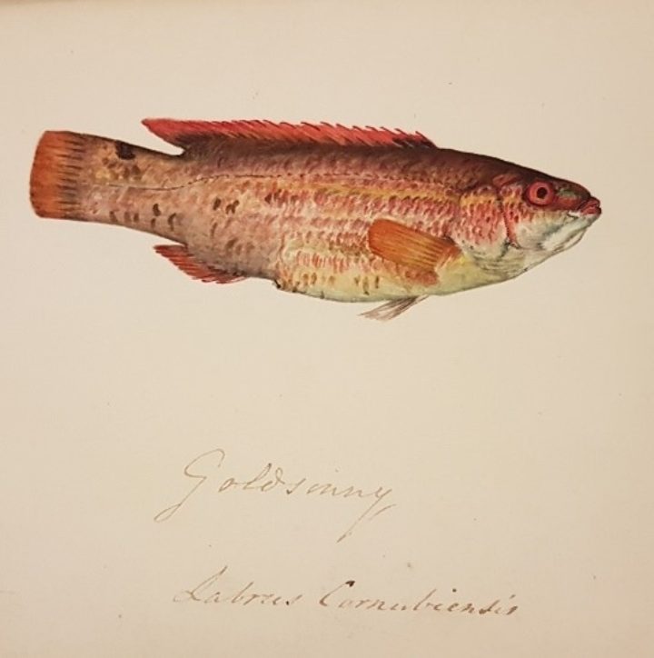 Painting of a fish from Couch's "A History of the Fishes of the British Islands"