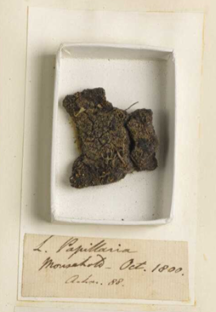 small plant specimen in a white box with hand written label beneath