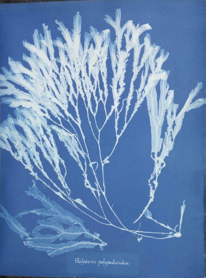A white imprint on a blue background of Halyseris polypodioides