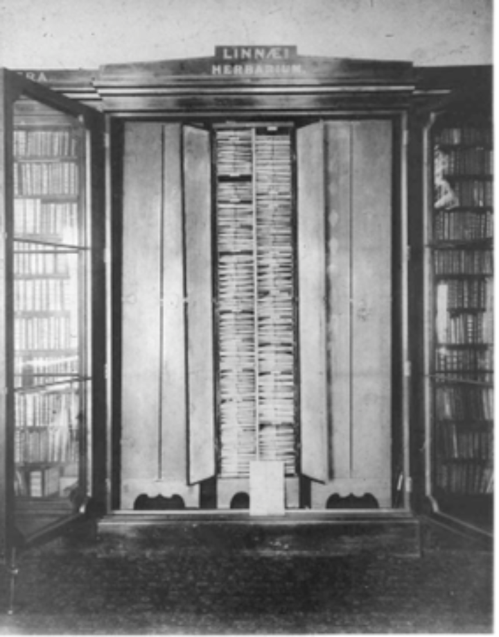 A black and white photograph of a large wardrobe-like cabinet filled with books either side and, in the central space, three inner cabinets holding paper folders filled with pressed plants