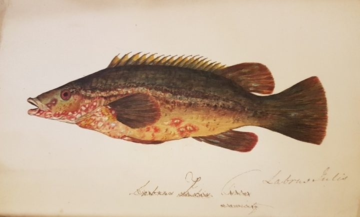 Painting of a fish from Couch's "A History of the Fishes of the British Islands"