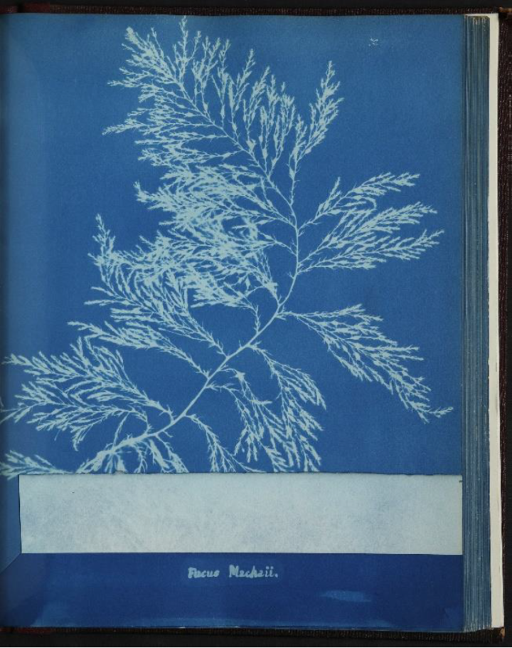 A white imprint on a blue background of Cystosiera ericoides