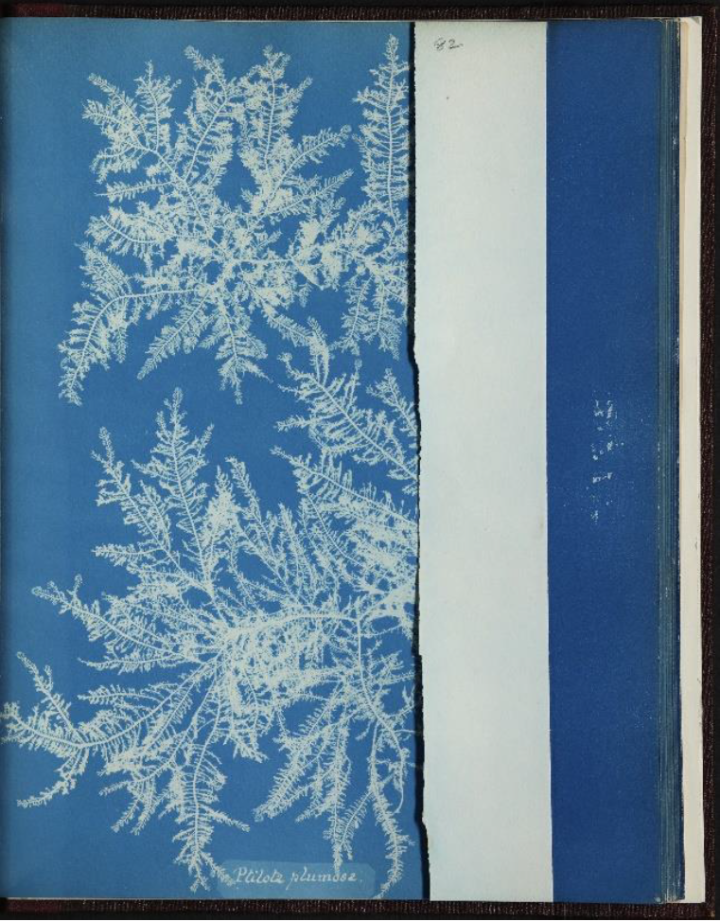 A white imprint on a blue background of Ptilota plumosa