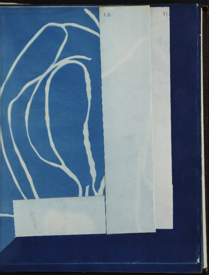 A white imprint on a blue background of Himanthalia lorea