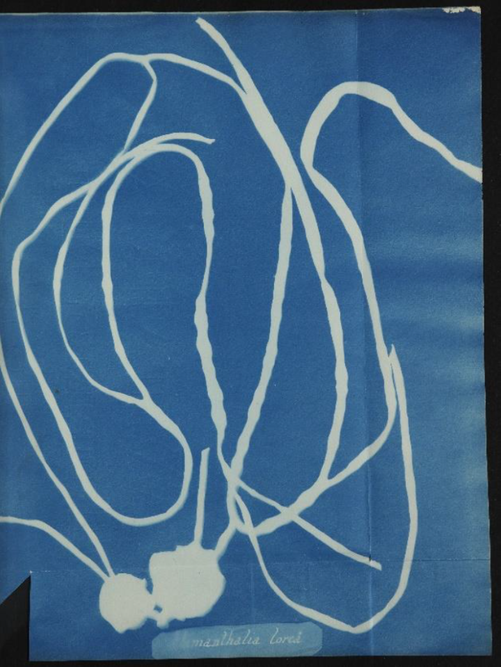 A white imprint on a blue background of Himanthalia lorea