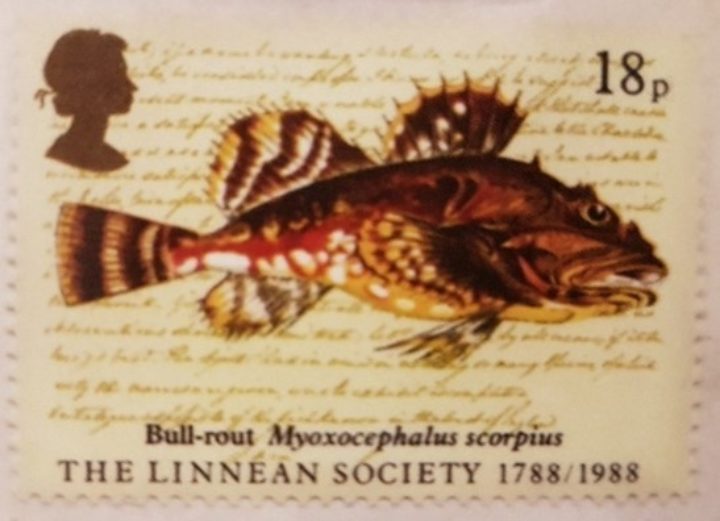 Royal Mail stamp with and image of one of Couch's paintings of a fish
