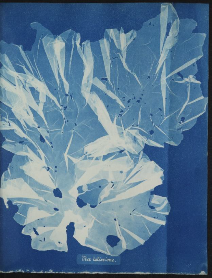 A white imprint on a blue background of Ulva latissima