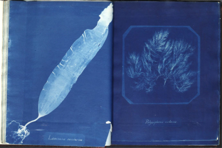 A white imprint on a blue background Laminaria saccharina and Polysiphonia violacea