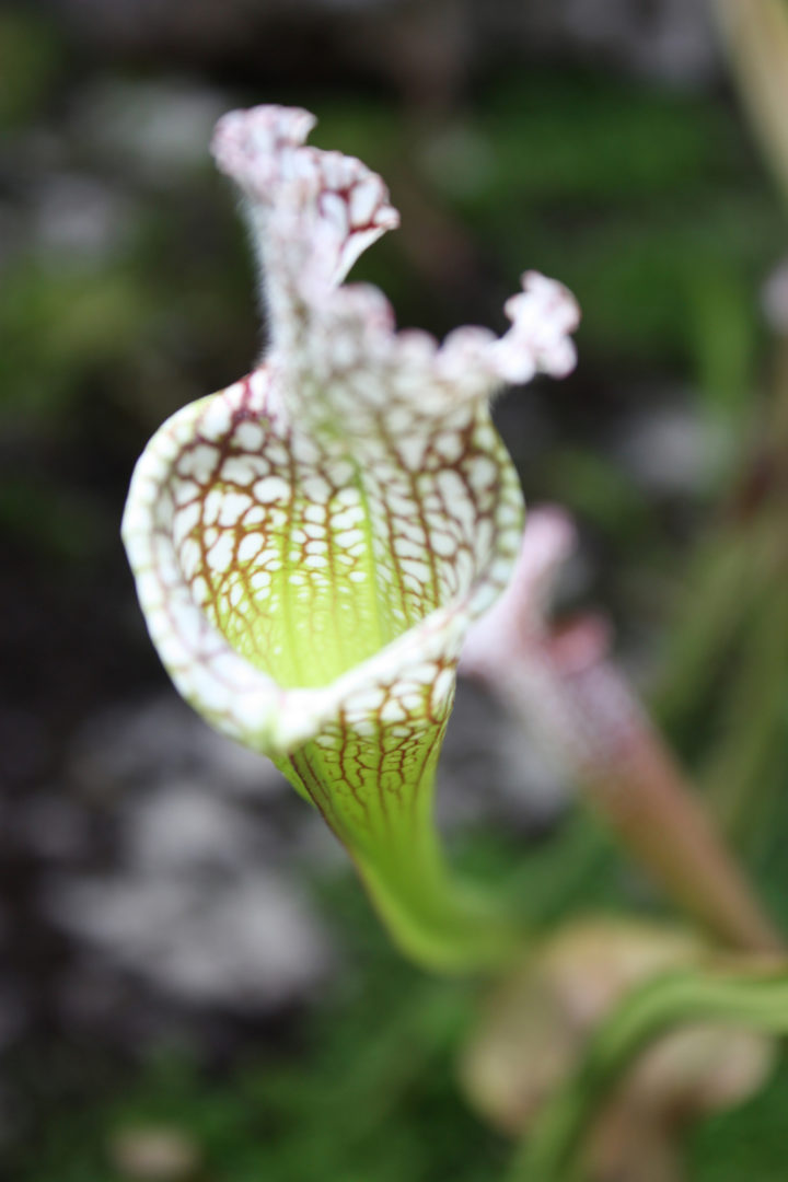 Image of a white pitcher plant