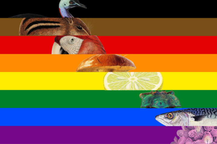 Philadelphia Rainbow Flag