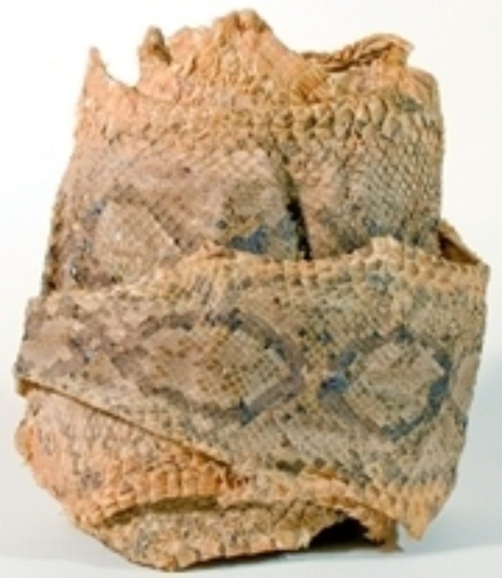 Wallace's snakeskin