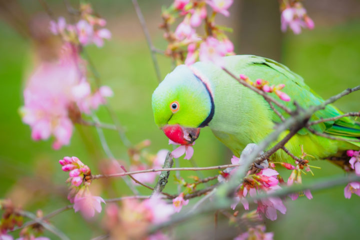 Ring-necked parakeet eating blossom