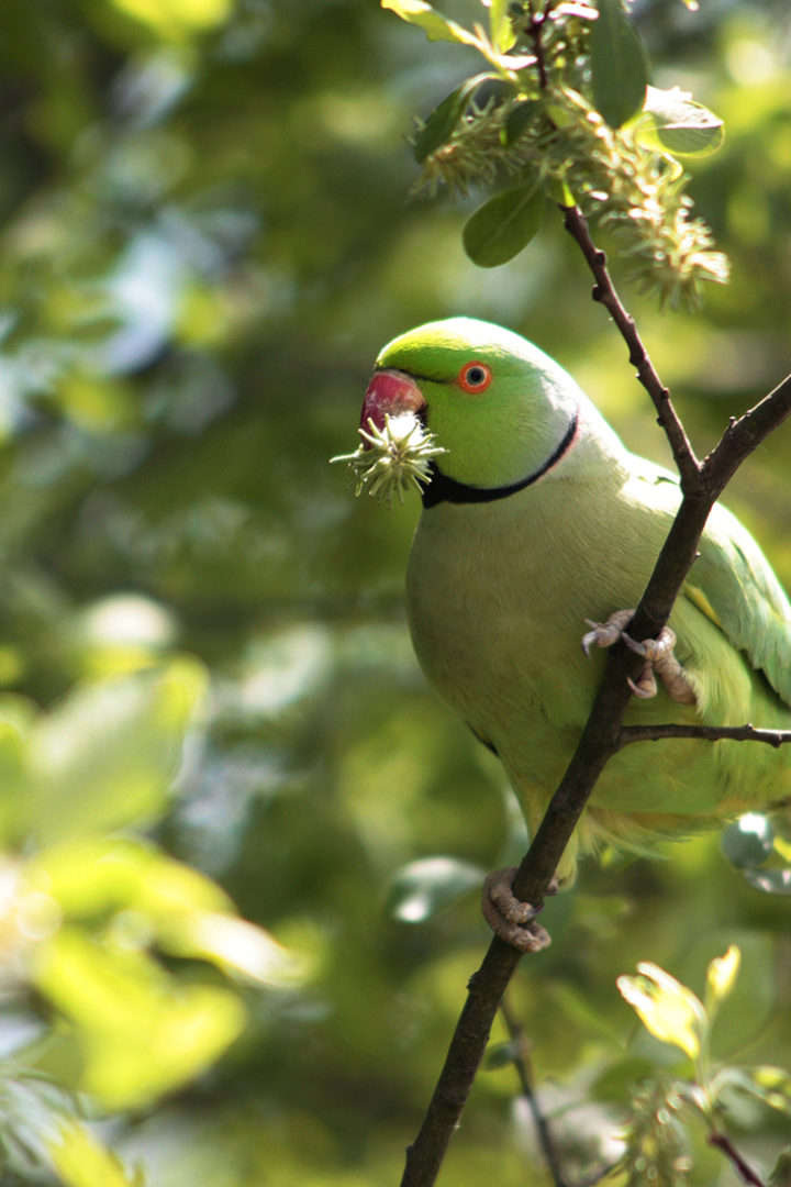 Male ring-necked Parakeet