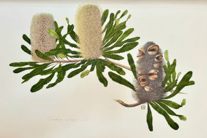 A watercolour illustration of Banksia serrata