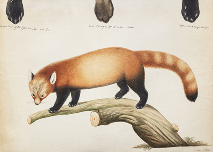 Red panda from Hardwicke's 'Description of a quadruped, a native of the Himalayan Chain between Nepal and the Snowy Mountains'
