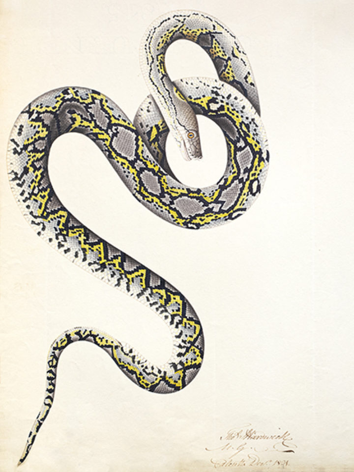 Reticulated python from Hardwicke's 'Description of a Serpent hitherto supposed of the genus Boa, and the Boa Phrygia of Shaw, a Coluber'
