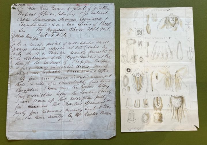 Handwritten scientific paper by Daniel Oliver and accompanying sketches