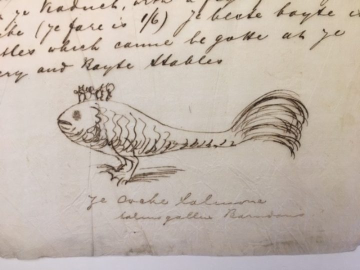 A pen and ink drawing showing a fish standing on two webbed feet and with feathers on the end of its tail.