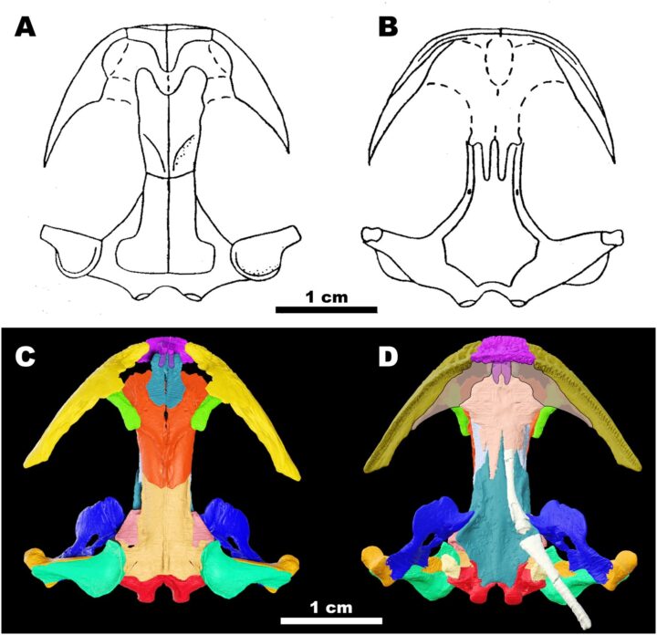 (From paper) Previous skull reconstruction (A, B) compared with new reconstruction from CT scanning (C, D). Mandibles removed in both.