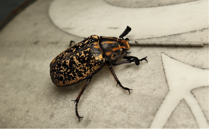 A close up image of a cockchafer beetle, perched on a plate. It's colour patterns are a mottled brown and yellow, making it quite striking.