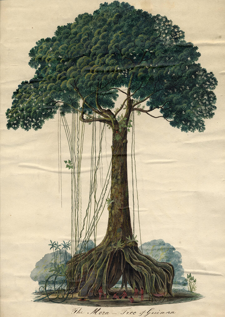 Image of Mora Tree by Robert Schomburgk (SP/999/2/2)