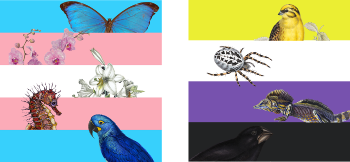 Trans Flag (L) and Nonbinary Flag