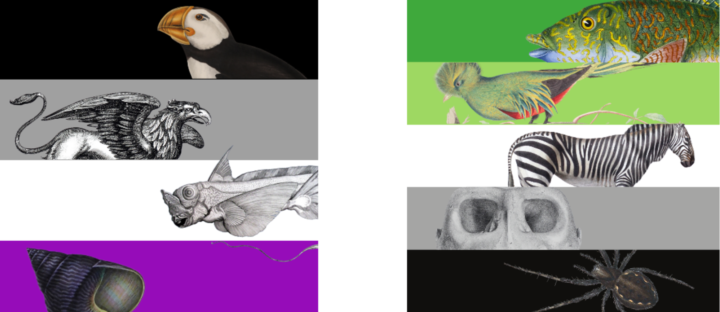 Asexual (L) and Aromantic Flag