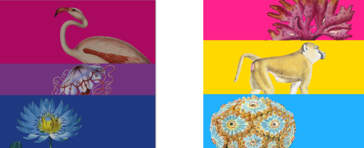 Bisexual (L) and Pansexual Flag