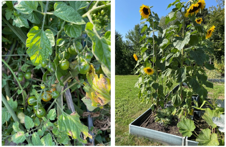 Two images: green growing tomatoes, and a very tall sundlower plant