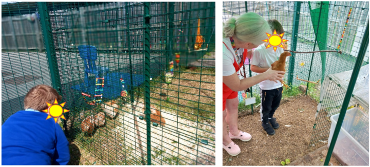 Two images of children interacting with chickens in a coop