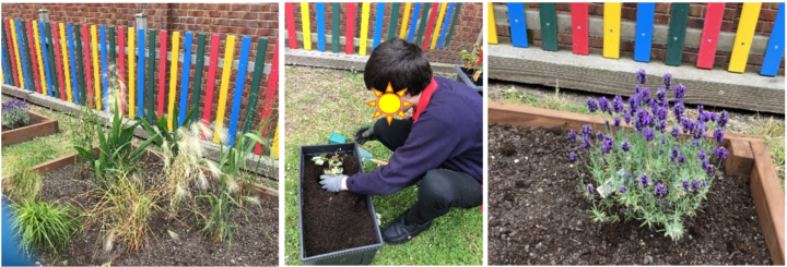 Three photos: Two of healthy growing plants in a planter, and one of a child gardening. All three show the colourful painted fence around the garden.