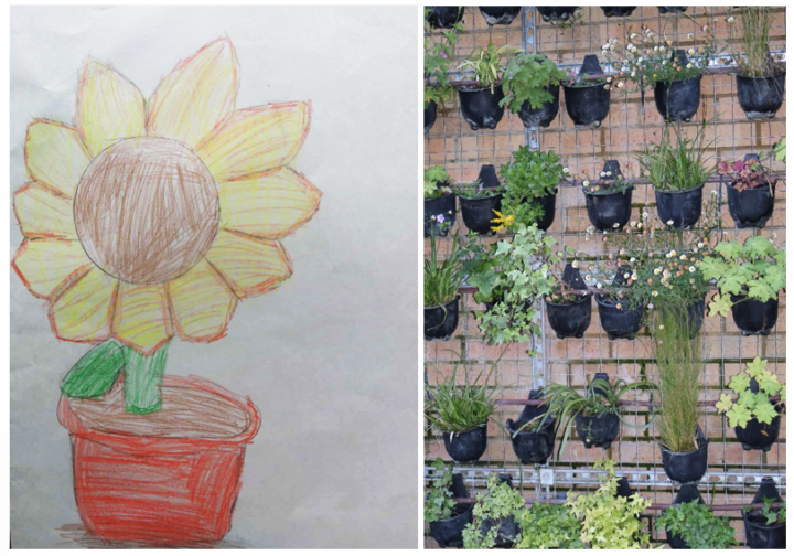 Left: A coloured pencil drawing of a sunflower in a pot. Right: A wall of potted plants, green and thriving.