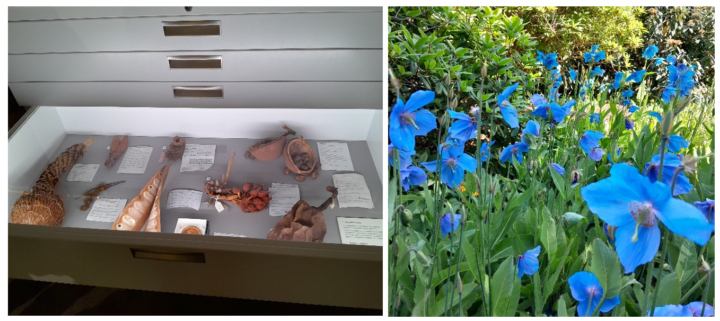 Left: A drawer of preserved, dried plant specimens, well lit and thoroughly labelled. Right: A field of vibrant blue flowers.