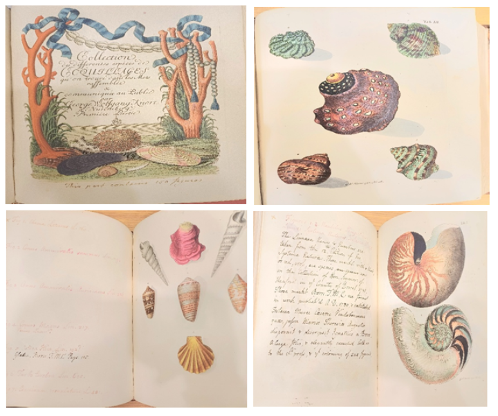 pages from Knorr's books
