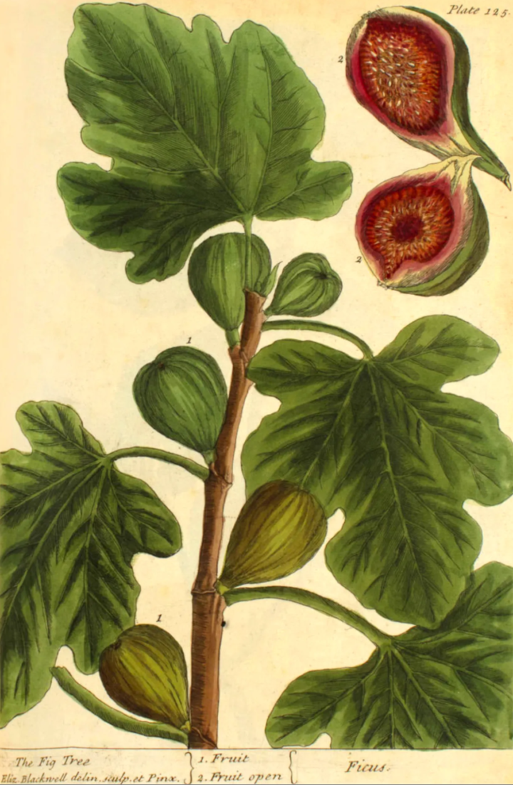 A fig tree illustration by Blackwell