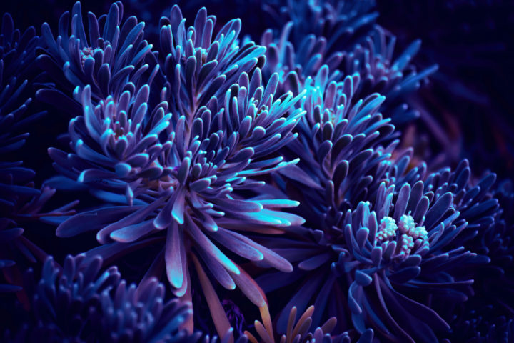 Sea Rosemary under blue UV light, showing lighter areas at the tips of the plant.