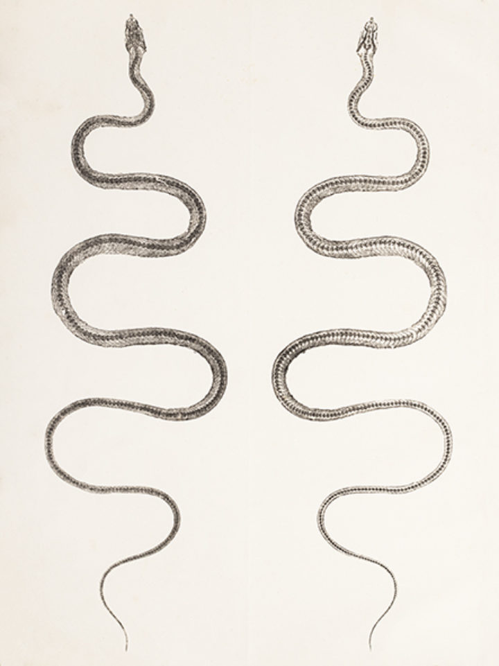 Nature-printed snake from Smith's 'Specimens of nature printing from unprepared plants'