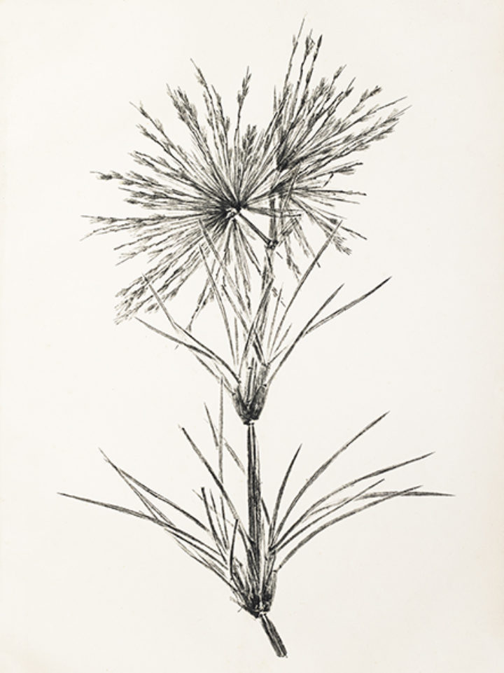 Spinifex squarrosus from Smith's 'Specimens of nature printing from unprepared plants'