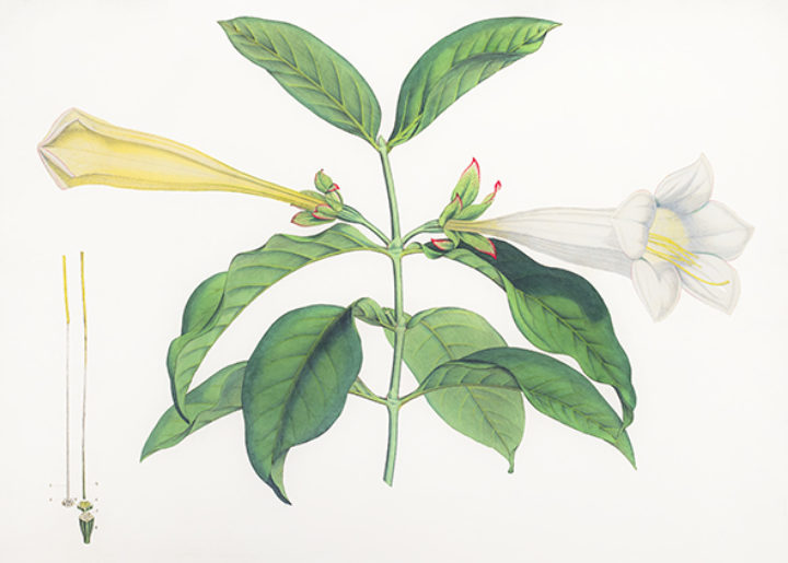 Portlandia grandiflora from Smith's 'Icones pictae plantarum rariorum descriptionibus et observationibus'