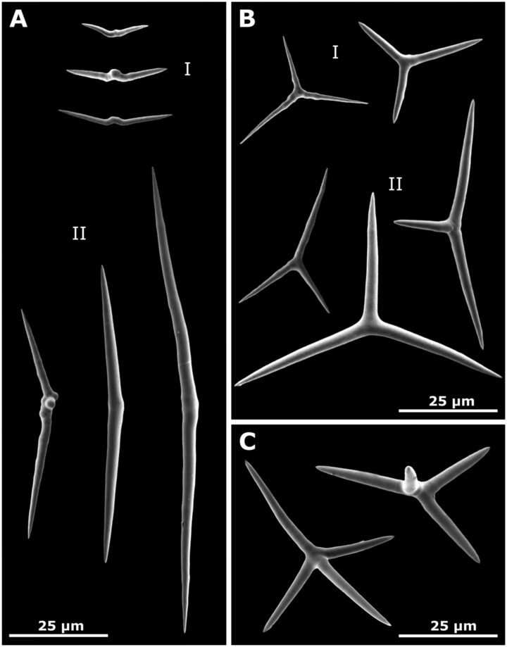 Different types of spicules of Plakinastrella fauvelotae sp. nov.. A, diods I and diods II. B, triods I and triods II. C, calthrops.