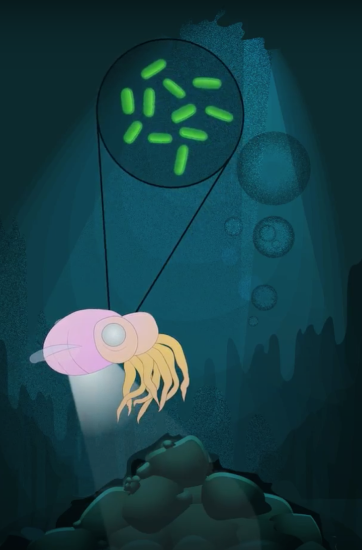 Symbiosis, a bobtail squid