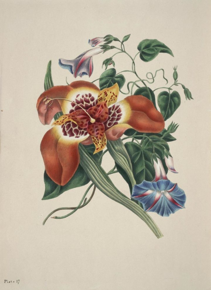 "The Mexican Tiger Flower": plate 17 from Eliza Gleadall's Beauties of Flora (1834)